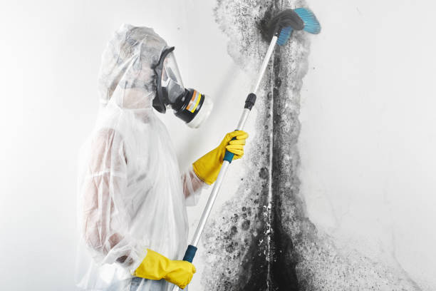 Best Industrial Mold Remediation  in Kings Point, NY